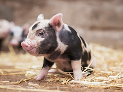 Cai Z, et al. Transcriptomic analysis of hepatic responses to testosterone deficiency in miniature pigs fed a high-cholesterol diet. BMC Genomics.?2015 Feb 6;16:59. (IF=4.041)