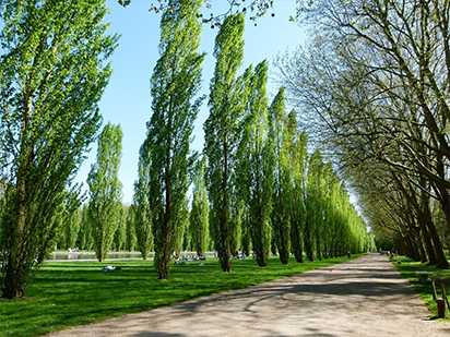 Cheng S, et al. Gene Expression Differences between High-Growth Populus Allotriploids and Their Diploid Parents. Forests. 2015 Mar, 6(3): 839-857. (IF=1.139)