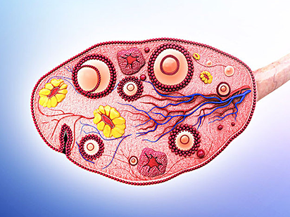 Wang F, et al. Alternative splicing of the androgen receptor in polycystic ovary syndrome. Proc Natl Acad Sci U S A.?2015 Apr 14;112(15):4743-8. (IF=9.681)