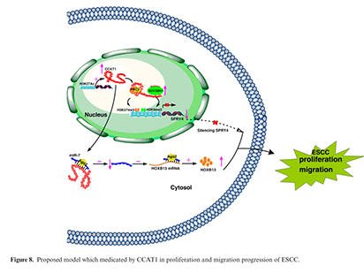 Zhang E, et al. H3K27 acetylation activated-long non-coding RNA CCAT1 affects cell proliferation and migration by regulating SPRY4 and HOXB13 expression in esophageal squamous cell carcinoma. Nucleic Acids Res.2017 Apr 7;45(6):3086-3101.. (IF=10.162)