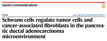 【Nature Communications IF 17.694】烈冰助力瑞金醫(yī)院團(tuán)隊解析施旺細(xì)胞調(diào)控胰腺癌機(jī)制!