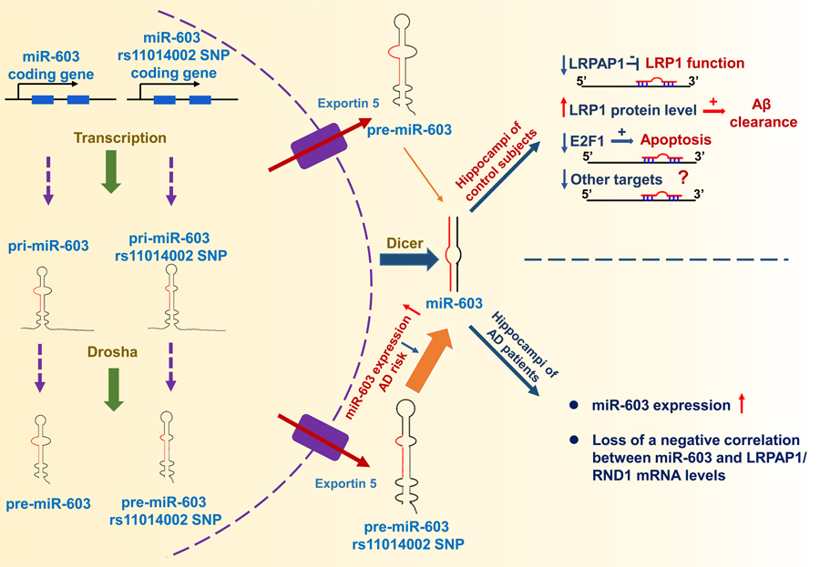 說明: http://www.impactaging.com/papers/v8/n2/full/100887/Figure8.jpg